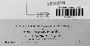 Mycosphaerella rubi image