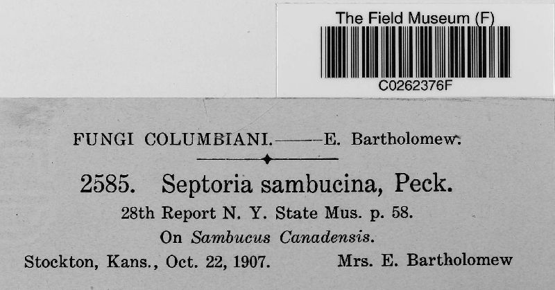 Septoria sambucina image