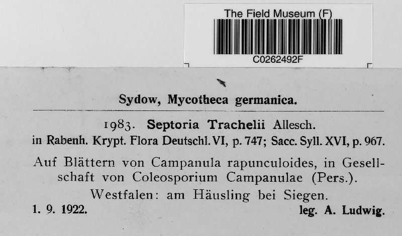 Septoria trachelii image