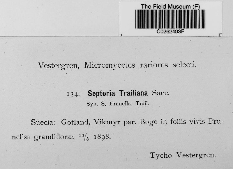 Septoria trailiana image