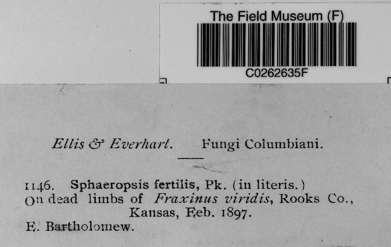 Sphaeropsis fertilis image