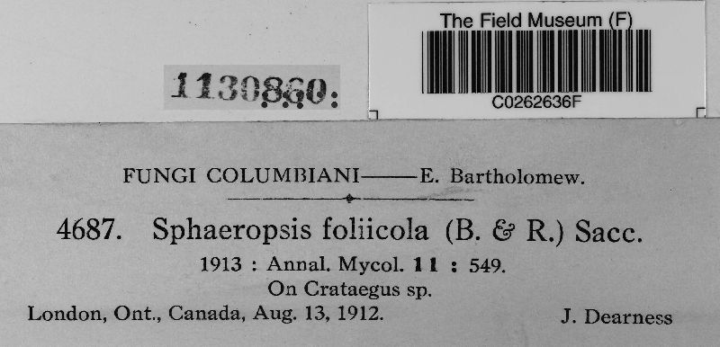 Sphaeropsis foliicola image