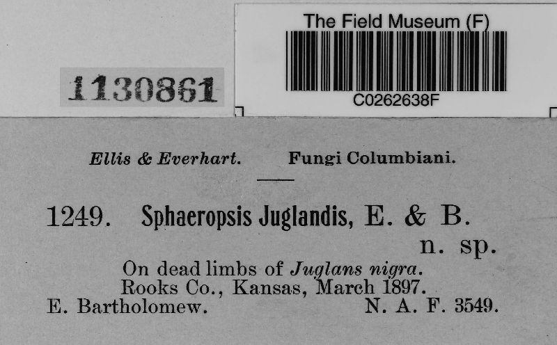 Sphaeropsis juglandis image