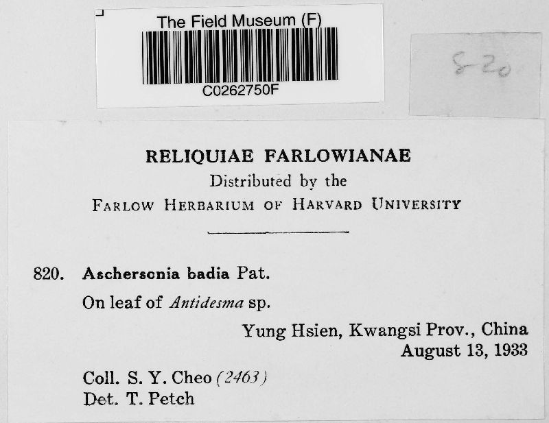 Aschersonia badia image