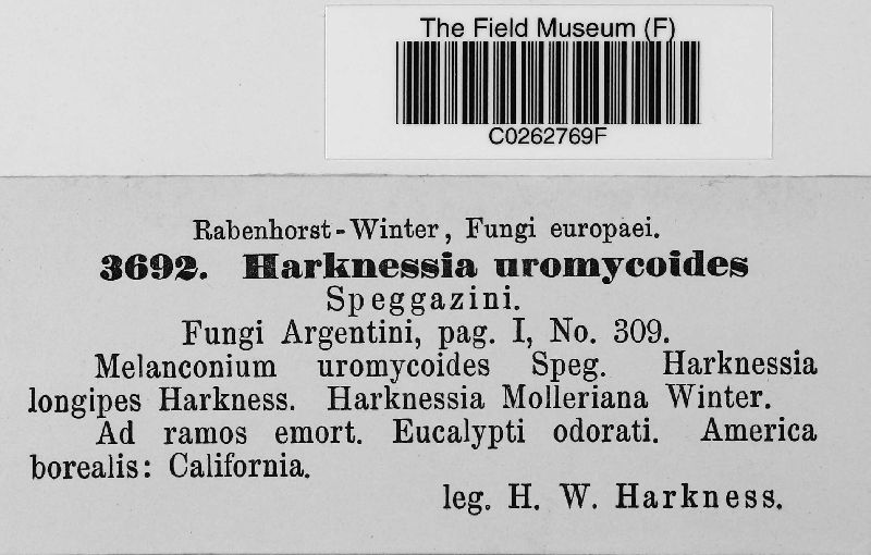 Harknessia uromycoides image
