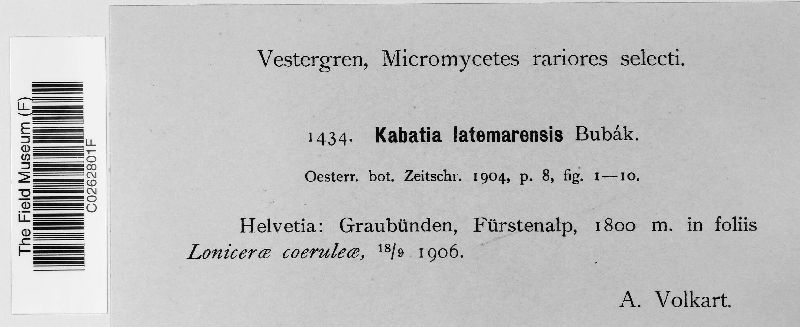 Kabatia latemarensis image
