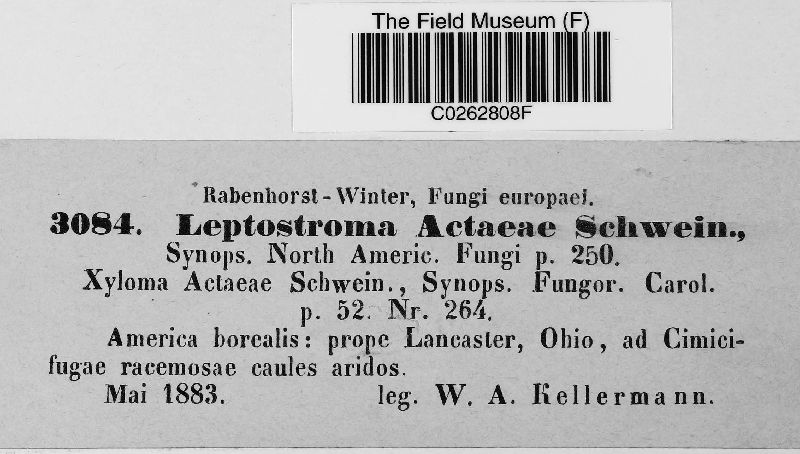 Leptostroma actaeae image