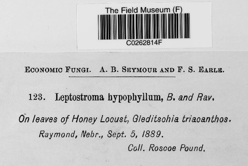 Leptostroma image