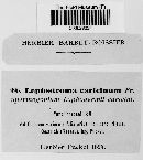 Lophodermium caricinum image