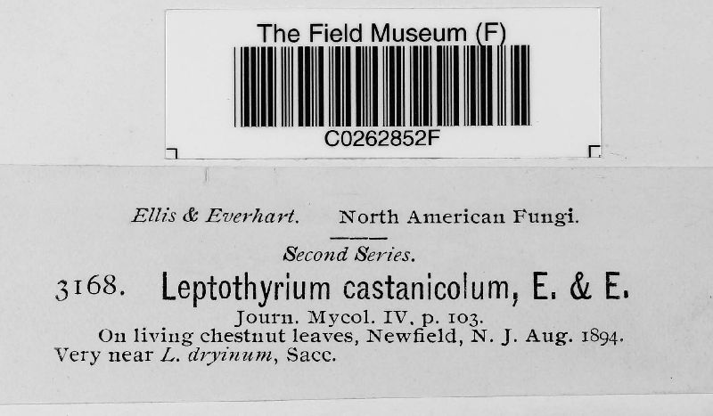 Leptothyrium castanicola image