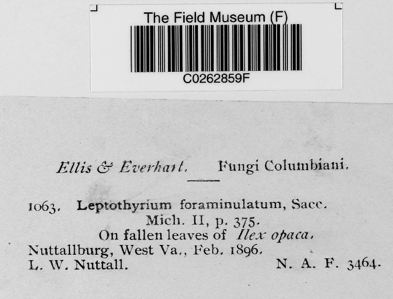 Leptothyrium foraminulatum image
