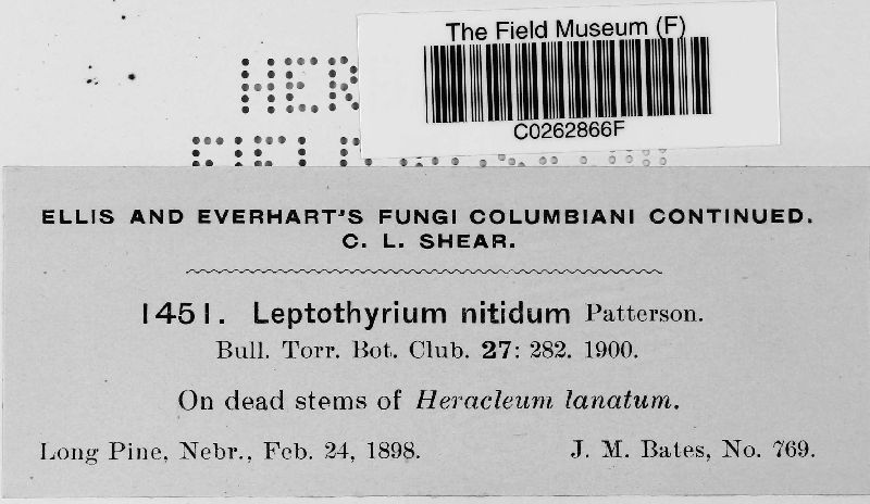 Leptothyrium nitidum image