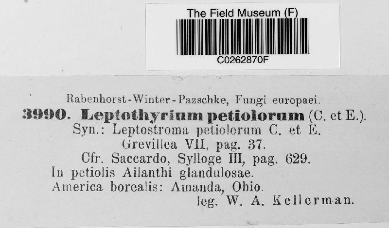 Leptothyrium petiolorum image