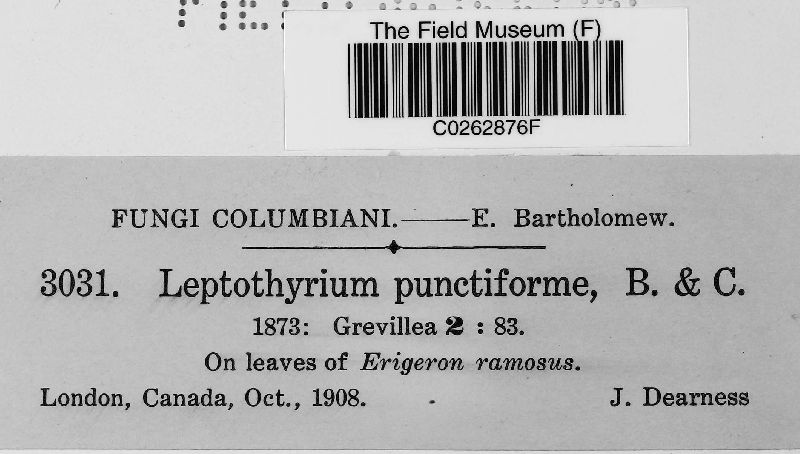 Leptothyrium punctiforme image