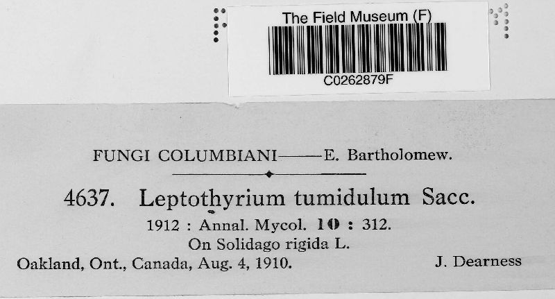 Leptothyrium tumidulum image