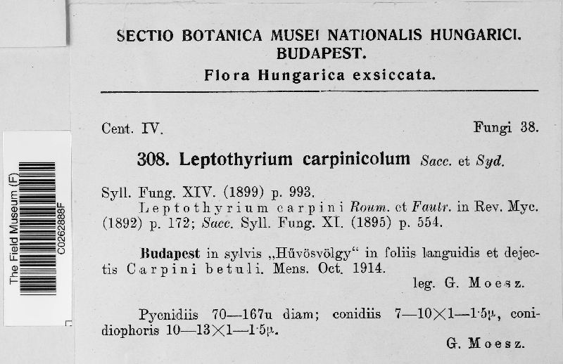 Leptothyrium carpinicola image