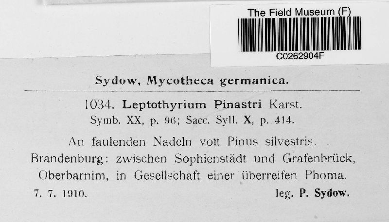 Leptothyrium pinastri image