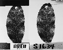 Piggotia fraxini image