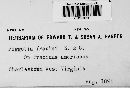 Piggotia fraxini image
