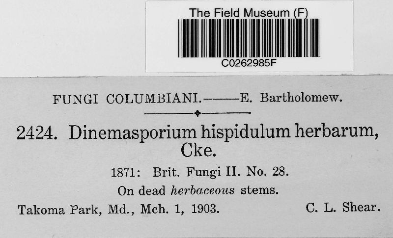 Dinemasporium hispidulum var. herbarum image