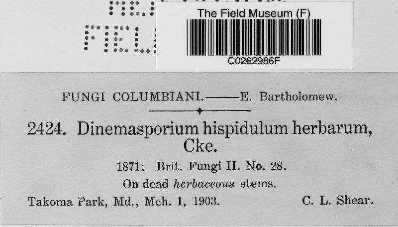Dinemasporium hispidulum var. herbarum image