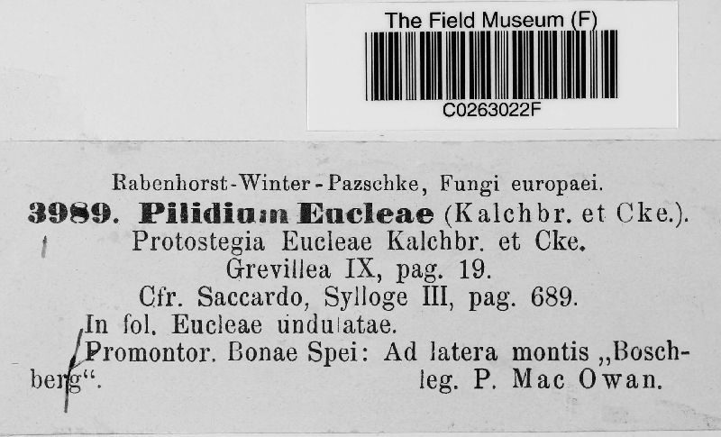 Pilidium eucleae image