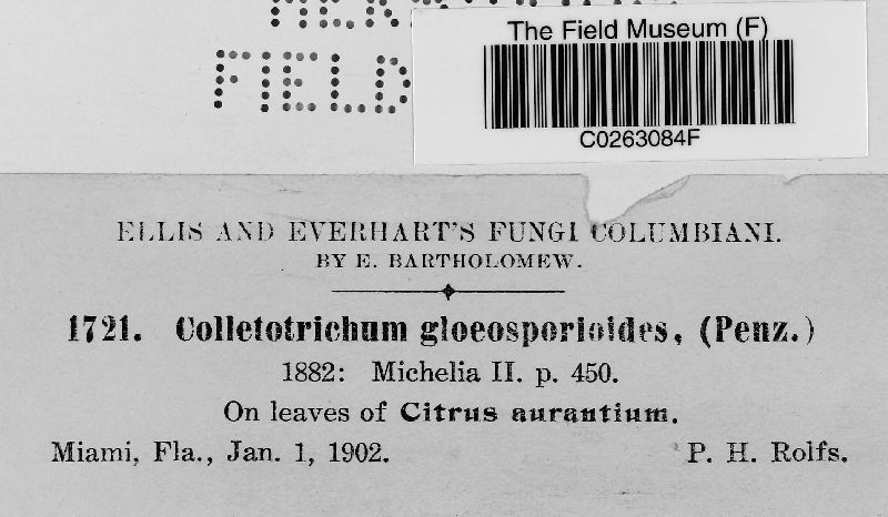 Glomerella cingulata image