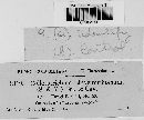 Colletotrichum lindemuthianum image