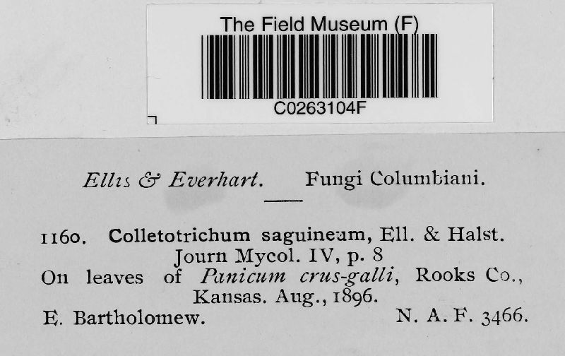 Colletotrichum sanguineum image