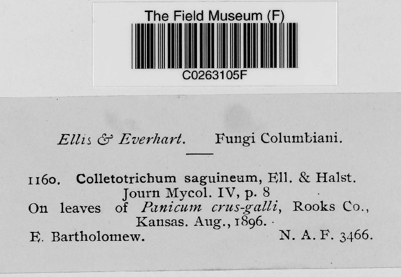 Colletotrichum sanguineum image