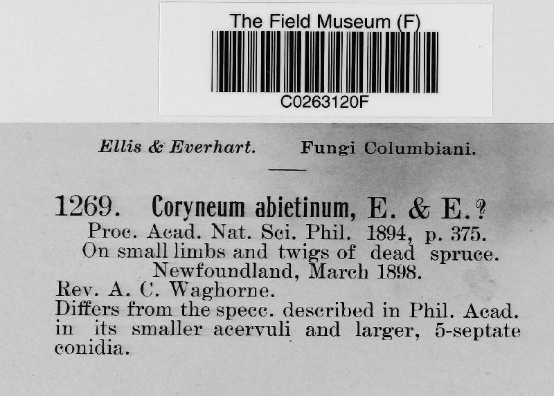 Coryneum abietinum image