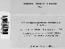 Cryptosporium viride image
