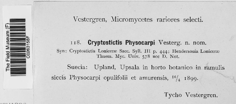 Cryptostictis physocarpi image