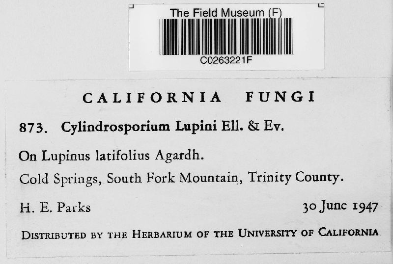 Cylindrosporium lupini image