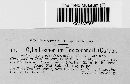 Cylindrosporium toxicodendri image