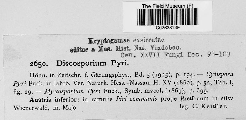 Discosporium pyri image