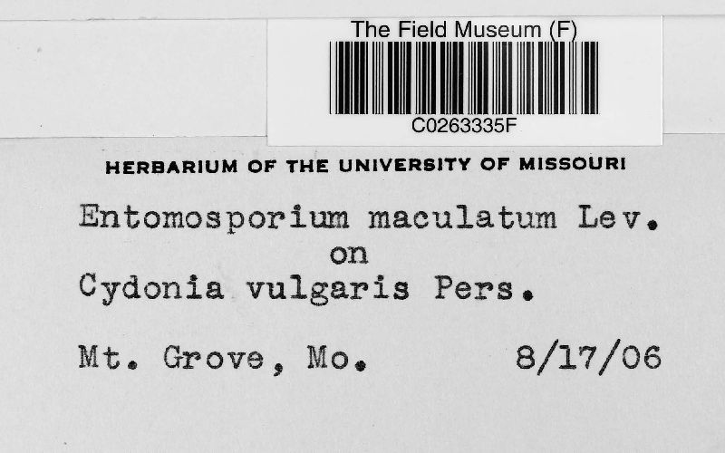 Diplocarpon mespili image
