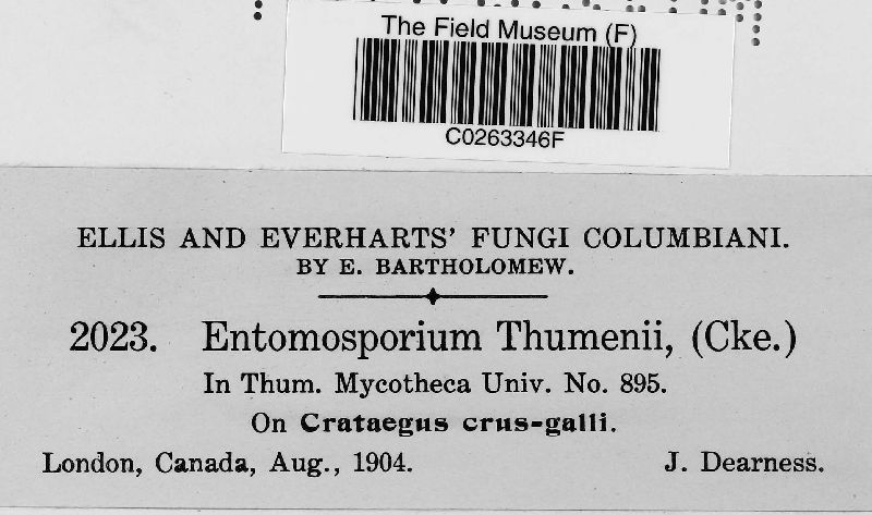 Entomosporium thuemenii image