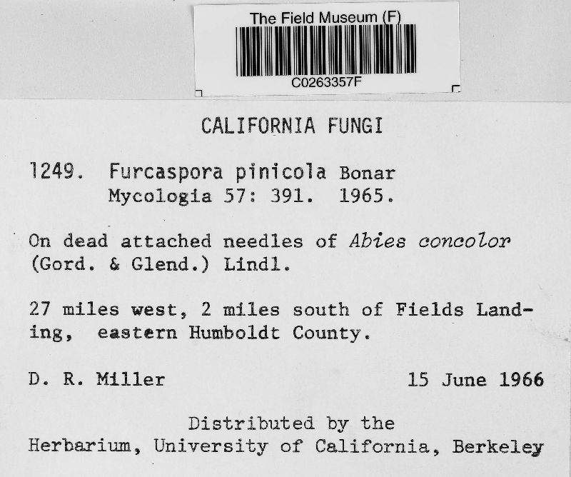 Furcaspora pinicola image