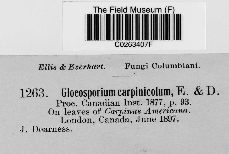 Gloeosporium carpinicola image