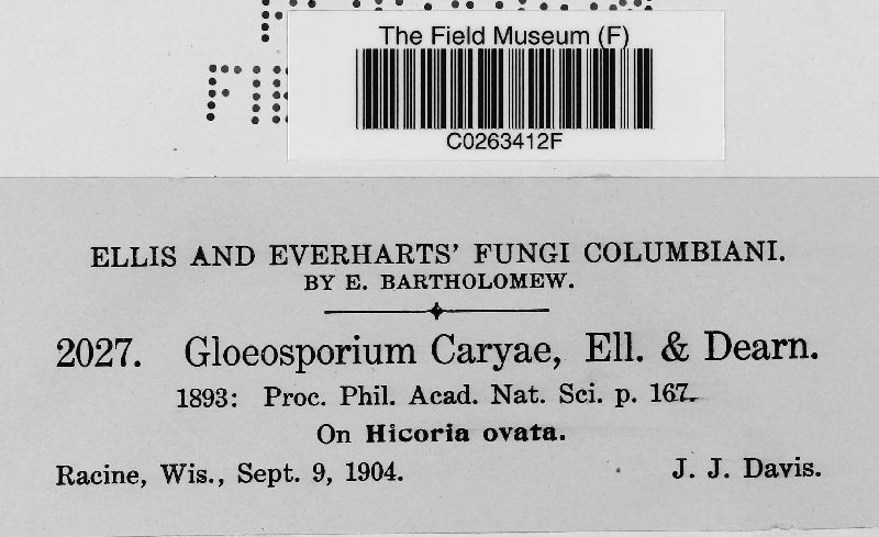 Gloeosporium caryae image