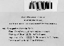 Cryptomycina pteridis image