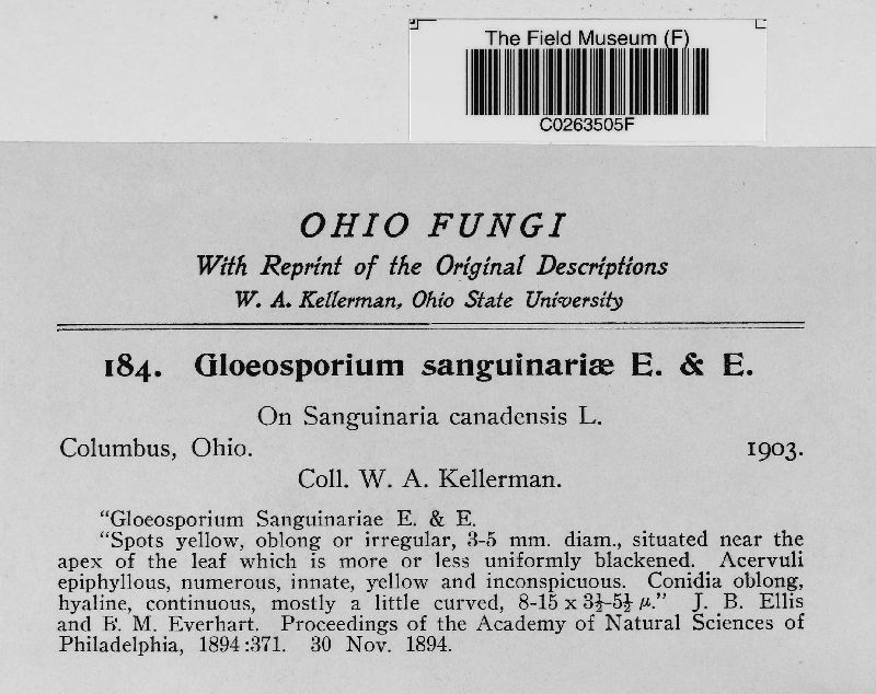 Gloeosporium sanguinariae image