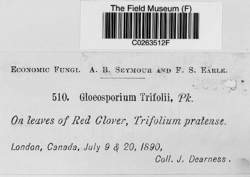 Gloeosporium trifolii image