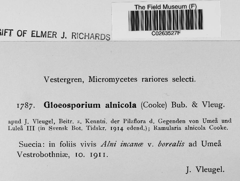 Gloeosporium alnicola image