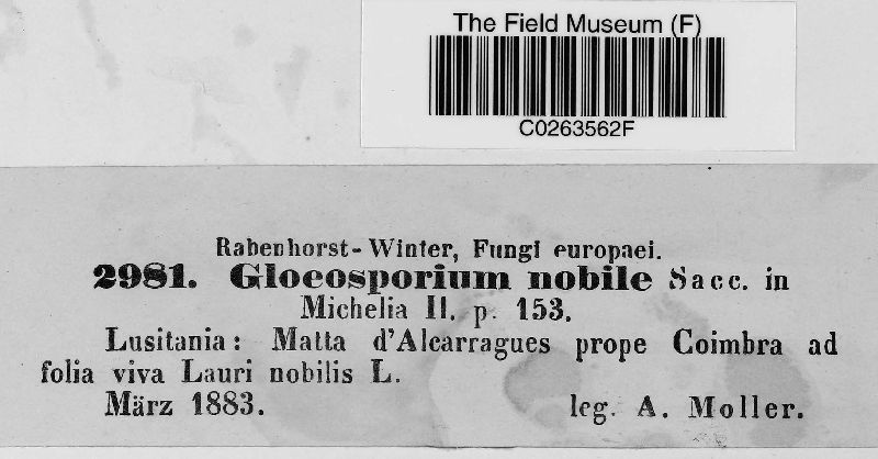 Gloeosporidiella image