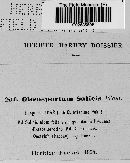 Gloeosporium salicis image