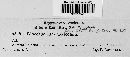 Cryptocline taxicola image