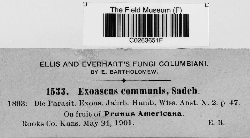 Exoascus communis image