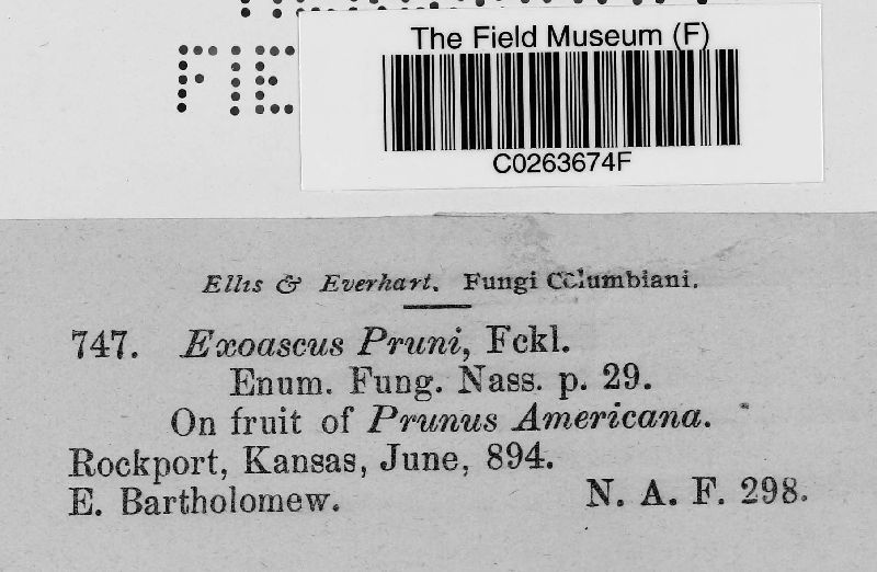 Taphrina pruni image